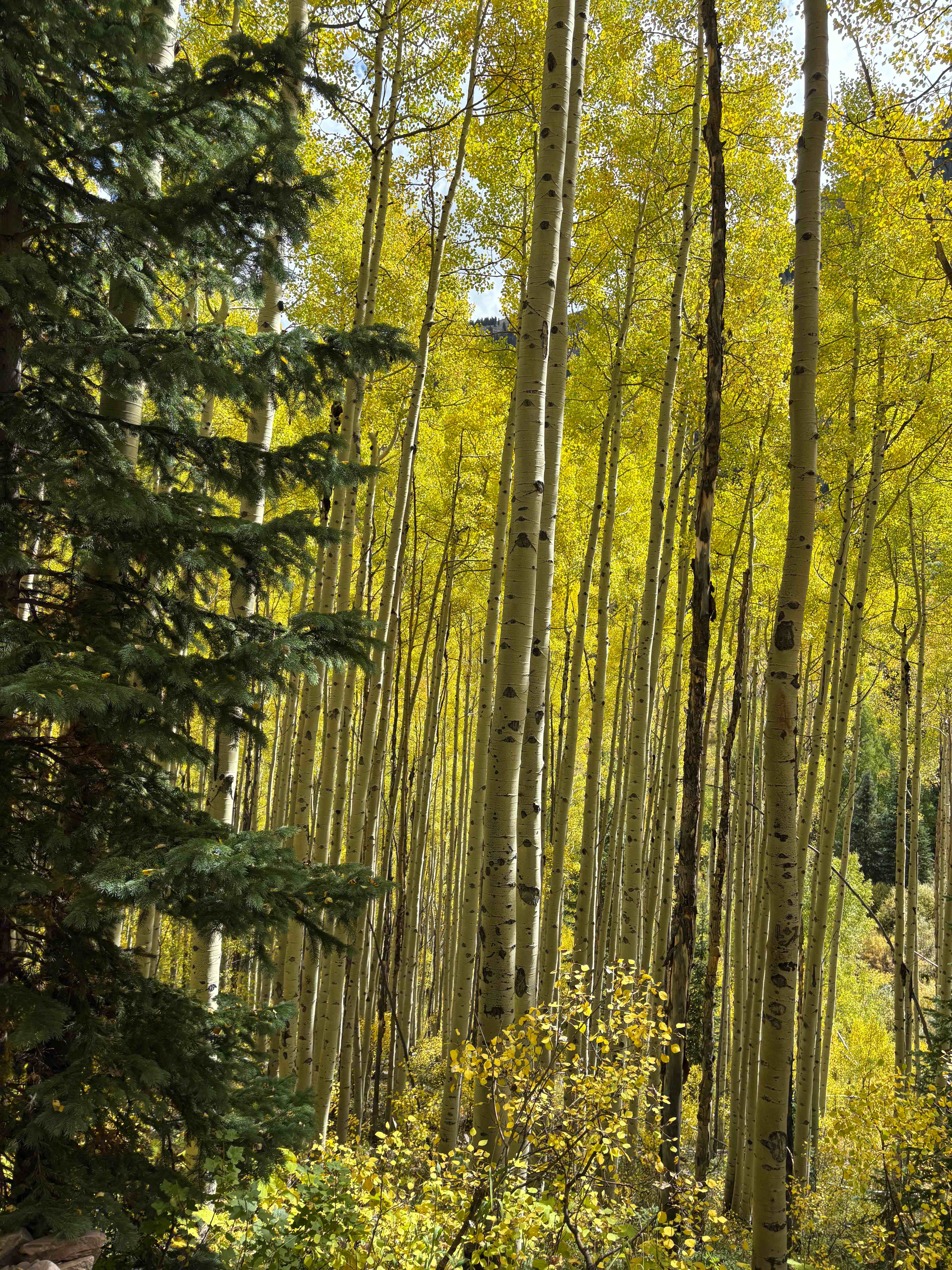 Golden aspen trees in an autumn forest near Aspen, Colorado